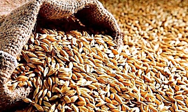 Egyptské odmietnutie rumunskej pšenice