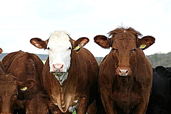 جمعية المزارعين الأيرلندية تؤيد ستة مبادئ للمساعدة في التوزيع للمزارعين الأيرلنديين الذين يزرعون لحوم البقر