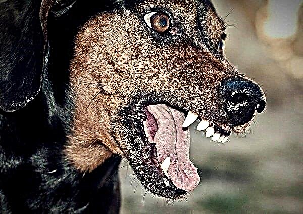 Ahli Parlimen Welsh untuk tanggungjawab pemilik anjing atas serangan haiwan peliharaan mereka terhadap ternakan