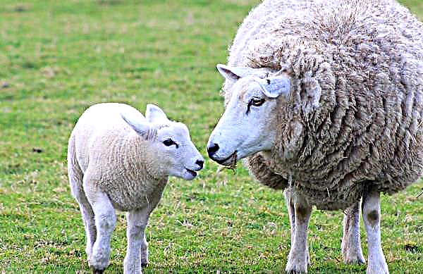 En Ukraine, la production de laine a diminué