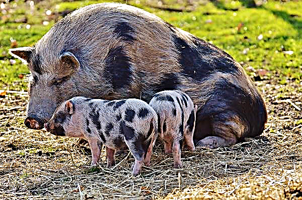 O número de porcos está diminuindo rapidamente na China