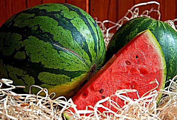 A maior melancia foi escolhida na região de Orenburg