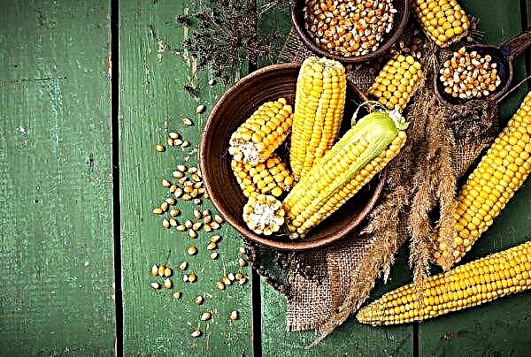 Індія відкладає тендер на покупку кукурудзи