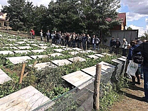 Ukrajinski kmetje so se seznanili z rastočo paulovnijo in polži