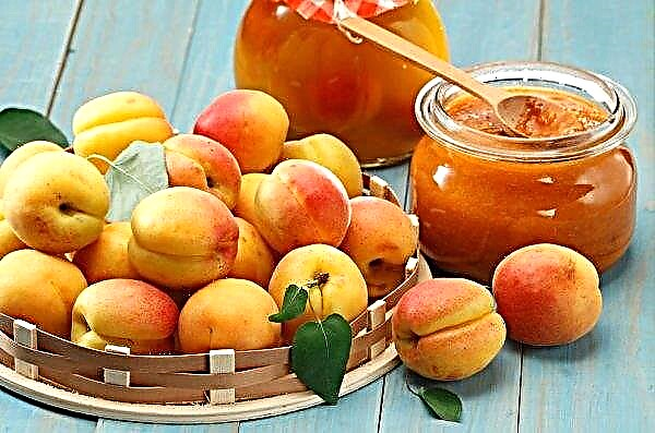 Cherkasy region lost 60 percent of the apricot harvest