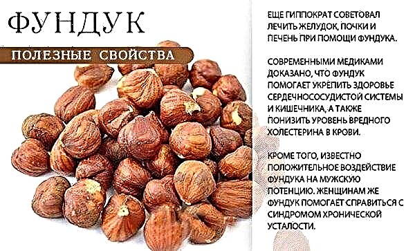 Hur många bitar av hasselnötter kan du äta per dag, de gynnsamma egenskaperna och skadorna av nötter i kroppen