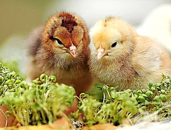 La France et l'Allemagne veulent arrêter le massacre de poulets mâles