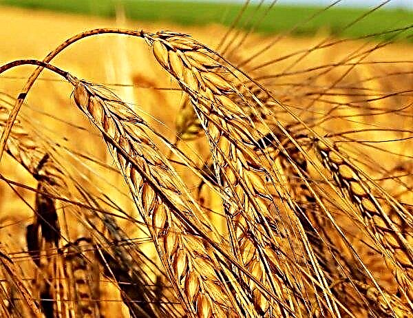 Rus kutularında tahıl hacimleri büyüyor