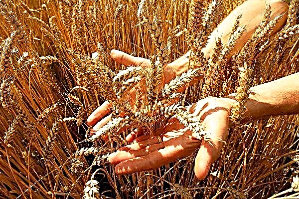Distressed Wheat Harvest in Australien
