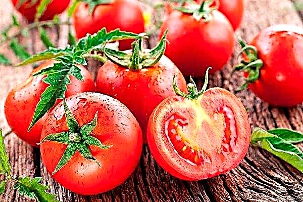 Die Ukraine erhöht die Tomatenimporte