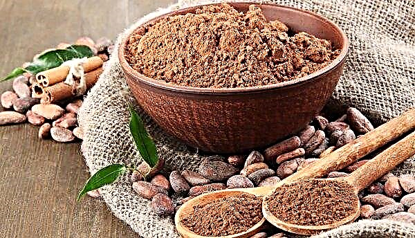 Kotdivuārā laika apstākļu dēļ ir neskaidras kakao ražas izredzes