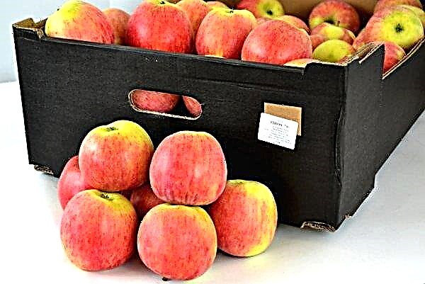 リンゴの木のピロス：品種の特徴と説明、特に植栽と木の世話、写真