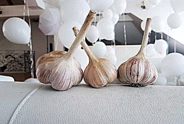 Harvesting a new variety of garlic of Ukrainian selection will begin in 5 days