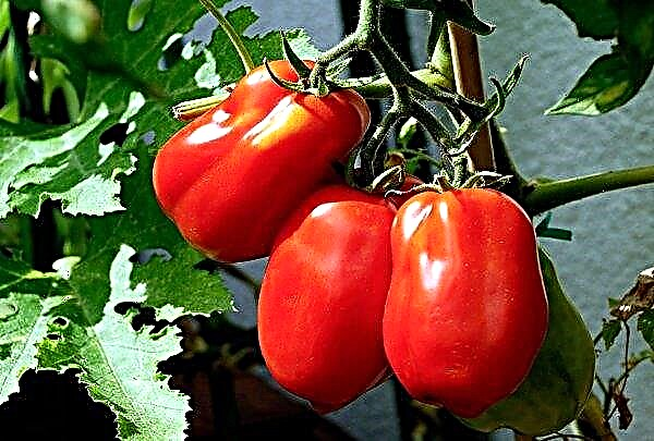 Le temps nuageux en Ukraine a entraîné une hausse des prix des tomates