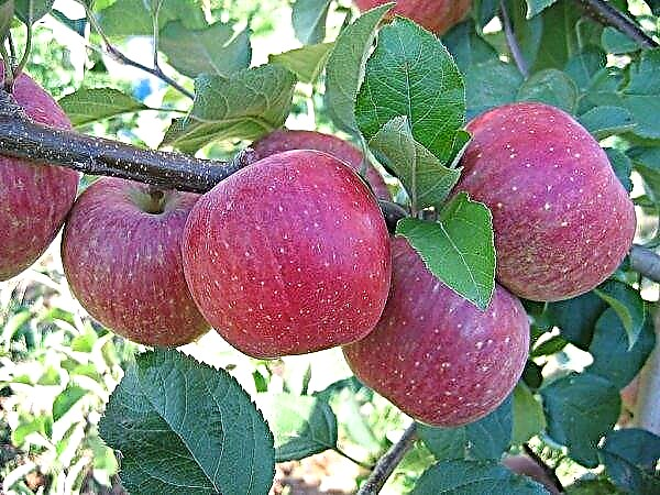 Οι αγρότες της Ουάσιγκτον έθεσαν μήλα για κογιότ και σαράντα