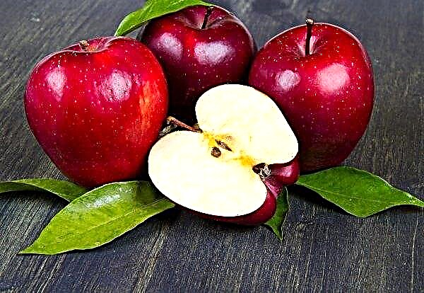 Kebun apel di Ukraina menderita cuaca buruk