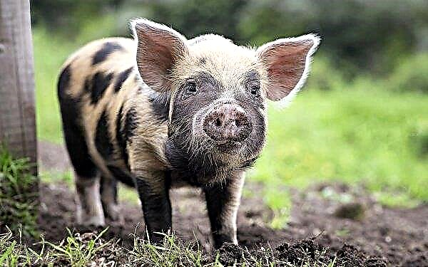 Freaky reason: Japanese pigs were denied entry to Russia