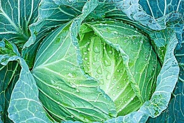 Early cabbage in Ukraine already costs more than 40 UAH / kg