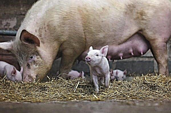 In Denmark, a significant reduction in the number of pigs