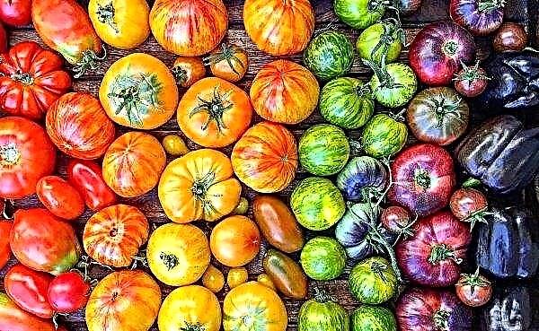 In Vinnitsa kregen geïnfecteerde tomaten uit Polen
