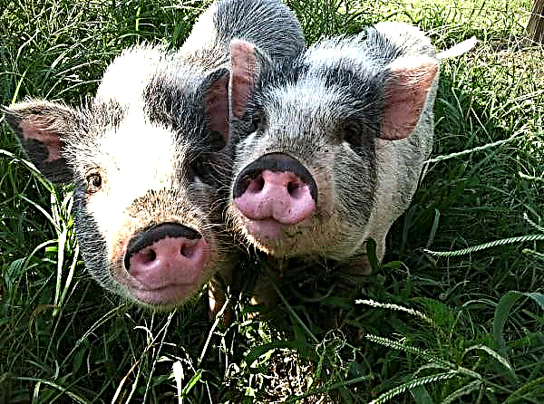 Los criadores de cerdos ucranianos afectados por la peste porcina africana recibieron más de 22 millones de compensación por jrivnia