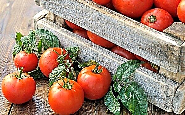 Tomato "Red-red f1": characteristic and description of the variety, photo, yield, planting and care