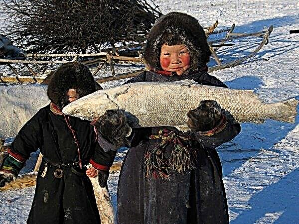 Young Nenets zbada podstawy rybołówstwa wraz z matematyką i geografią