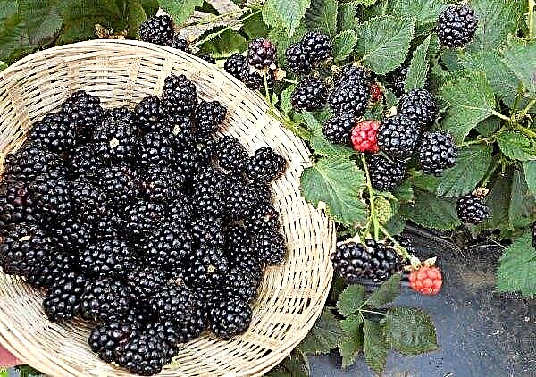 How many times in life a blackberry bears fruit, in what year after planting the seedlings begins to bear fruit