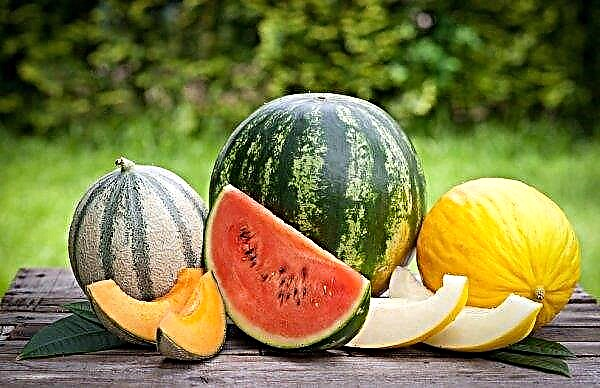 In der Region Czernowitz wurden 600 Kilogramm Wassermelonen und Melonen aus dem Verkauf genommen