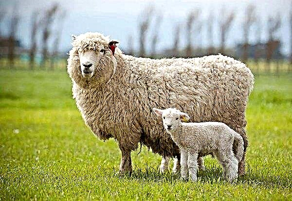 Uma empresa de marketing para apoiar a criação de ovinos logo começa no Reino Unido