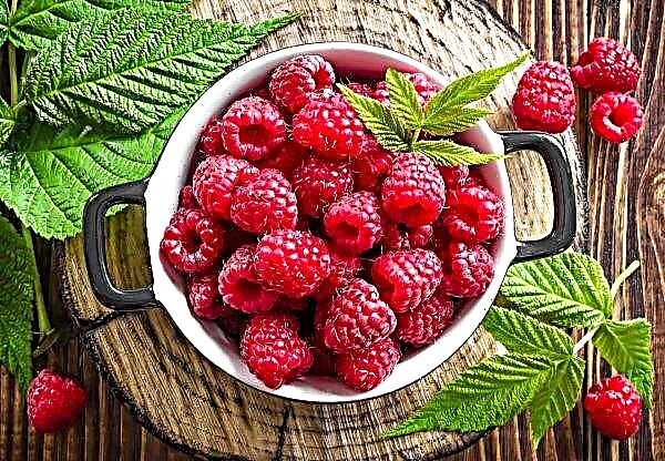 In the UK, the raspberry season began earlier than usual