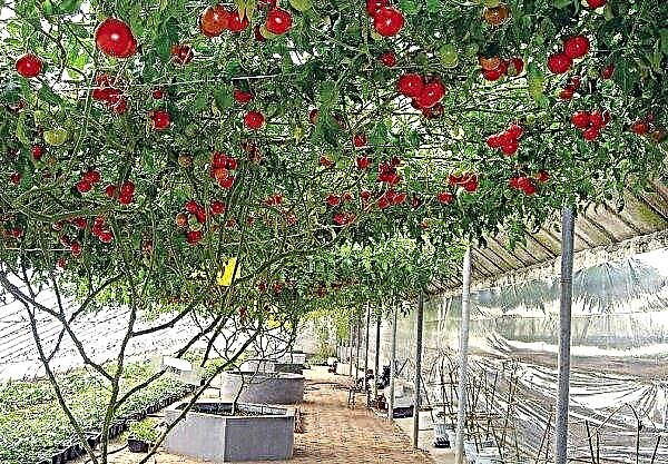 Cladosporiosis של עגבניות בחממה: סימנים, תכונות טיפול, זנים עמידים
