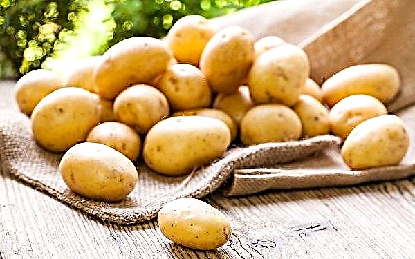 Uralforskare bryr sig om potatishälsa