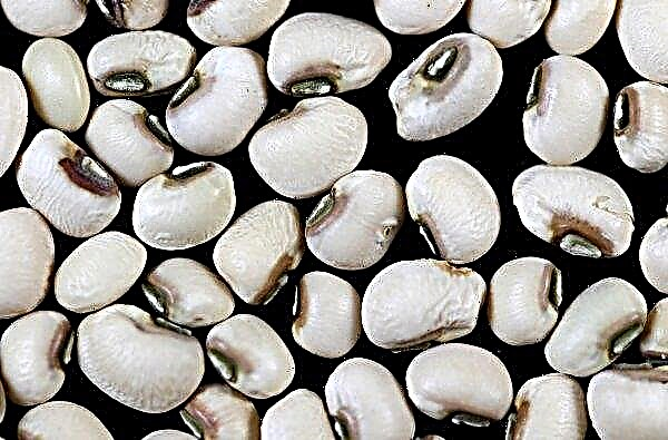 カリフォルニアの科学者は飢えを解決するために黒い目のエンドウ豆を調べます