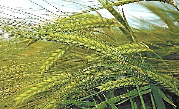 بدأت شركة TAS Agro الأوكرانية في حصاد المحاصيل الشتوية