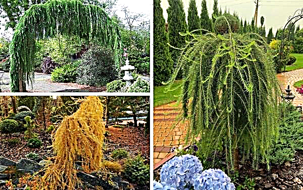 Weeping decorative larch with a hanging crown: description and reproduction, advantages and disadvantages, popular varieties, composition, photo