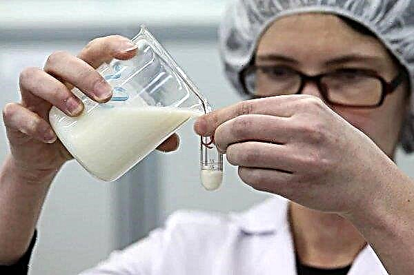 L'avenir de l'industrie laitière écossaise
