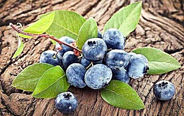 Unique Ukraine blueberry growing projects may appear