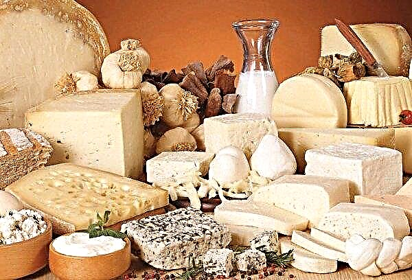 Fake cheeses from milkmen-swindlers flooded the Orenburg region