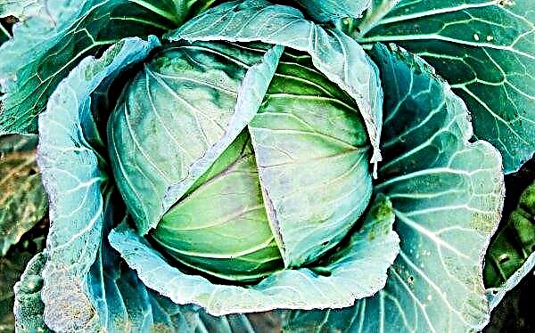 White cabbage set a new price record in Ukrainian markets