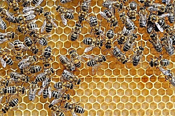 Os cientistas da Primorsky criaram abelhas resistentes orientadas para a preservação da família