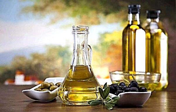 Den italienske olivenolieproduktion faldt hurtigt