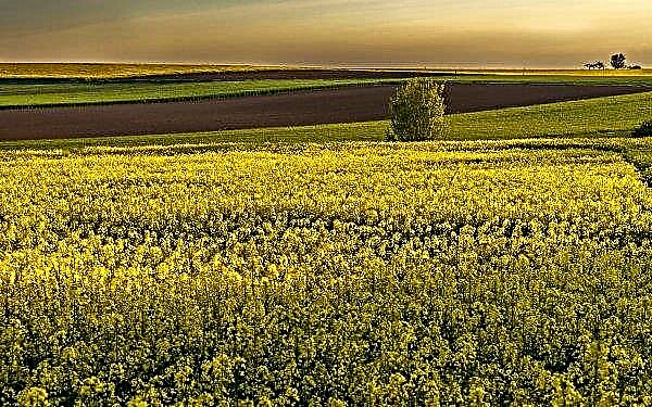 In the Kuban will grow rapeseed for people with a weak heart and blood vessels