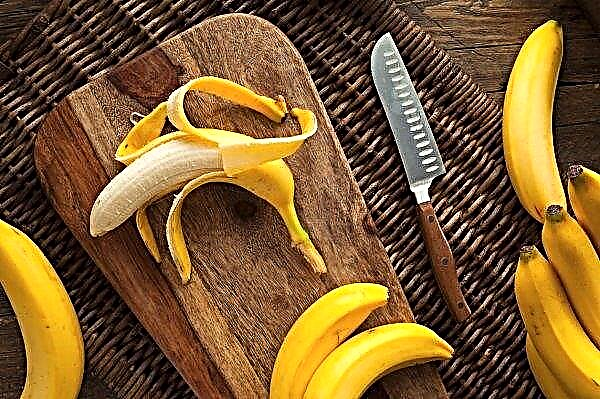 Scientists from the Netherlands discovered bananas resistant to TR4 disease