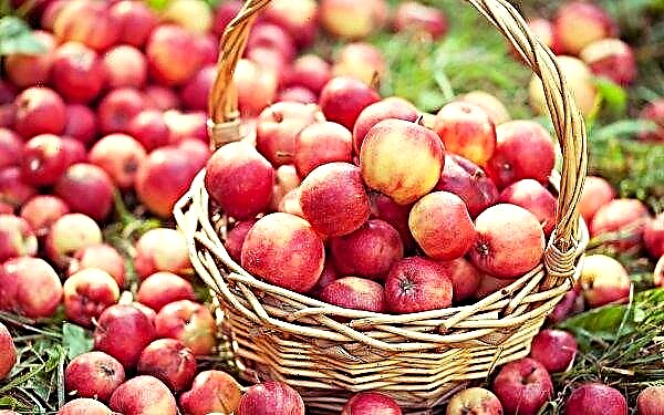 Belgorod-trädgårdsmästare har odlat de mest utsökta äpplen