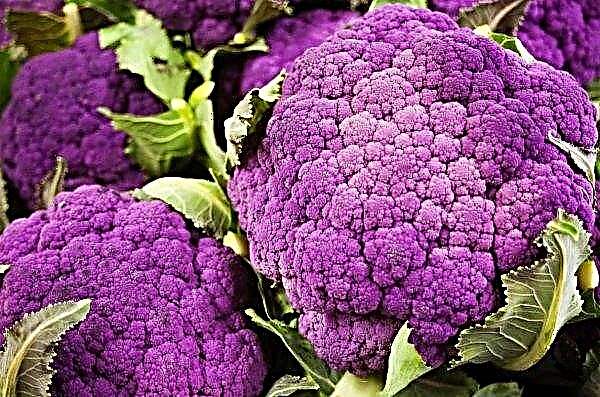 Cauliflower is rapidly becoming cheaper in Ukraine