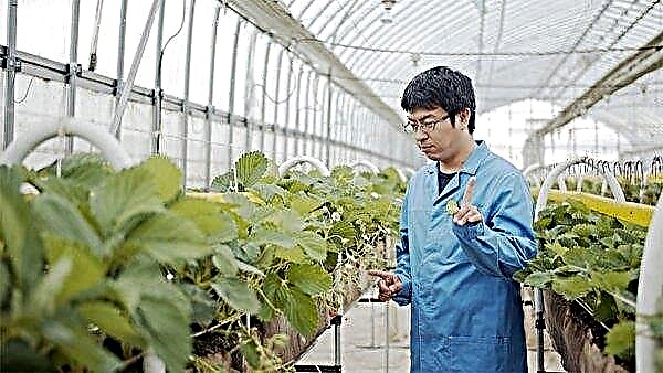 Em Khabarovsk começará a cultivar morangos japoneses