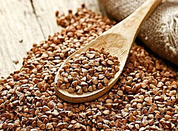 Agrarians of Sumy region refuse to grow buckwheat