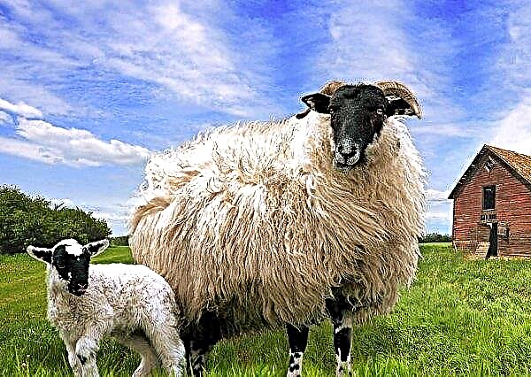 En Transcarpatia, se eligió la oveja más bella