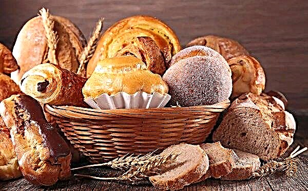 Omsk breeders invented wheat for healthy bread